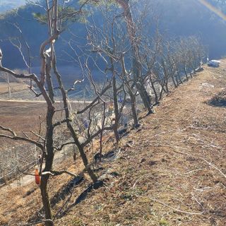 가로수님의 기타작물 · 영농일지 작성글 사진