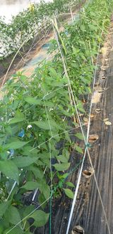 팜모닝 기타작물·영농일지 게시글 이미지