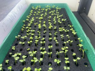 정종배님의 기타작물 · 영농일지 작성글 사진