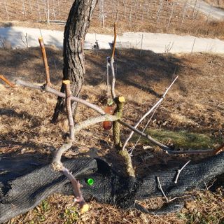 가로수님의 기타작물 · 영농일지 작성글 사진