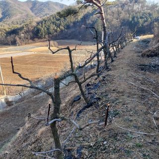 가로수님의 기타작물 · 영농일지 작성글 사진