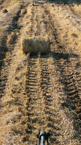 조한충님의 벼 · 영농일지 작성글 사진