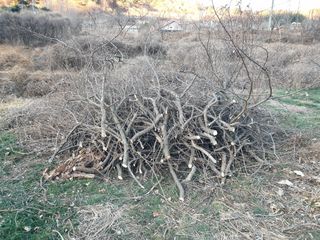 김순곤님의 기타작물 · 영농일지 작성글 사진