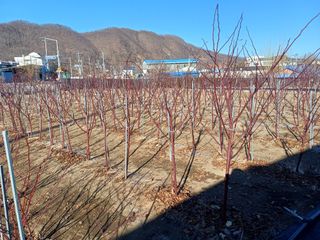 최정윤님의 딸기 · 영농일지 작성글 사진