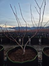 팜모닝 블루베리·영농일지 게시글 이미지