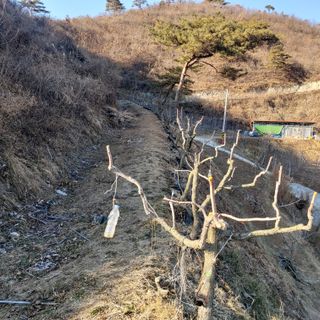 가로수님의 기타작물 · 영농일지 작성글 사진