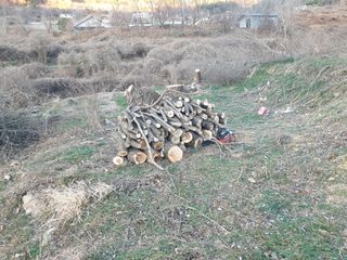 김순곤님의 기타작물 · 영농일지 작성글 사진