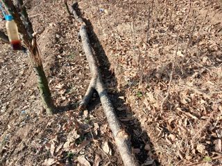 김홍중님의 기타작물 · 영농일지 작성글 사진