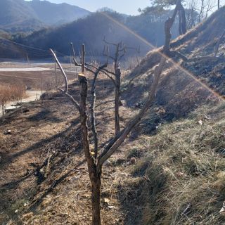 가로수님의 기타작물 · 영농일지 작성글 사진