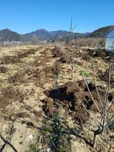 팜모닝 감·영농일지 게시글 이미지