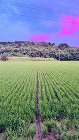 팜모닝 기타작물·영농일지 게시글 이미지