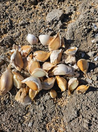 고사리.밤.육쪽마늘님의 마늘 · 영농일지 작성글 사진