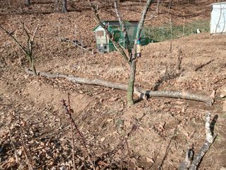 김홍중님의 기타작물 · 영농일지 작성글 사진