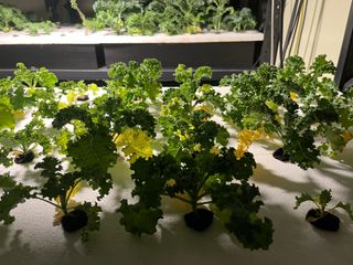 정종배님의 기타작물 · 영농일지 작성글 사진