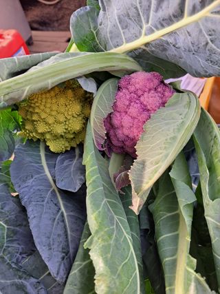 한림한경님의 기타작물 · 영농일지 작성글 사진