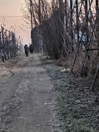 표세형님의 기타작물 · 영농일지 작성글 사진