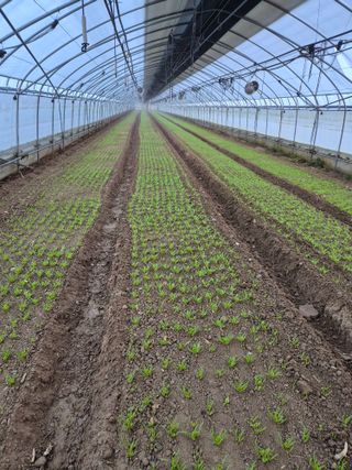 은수 은서아빠^^♡님의 벼 · 영농일지 작성글 사진