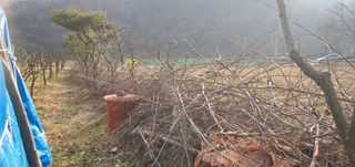 반성식님의 기타작물 · 영농일지 작성글 사진