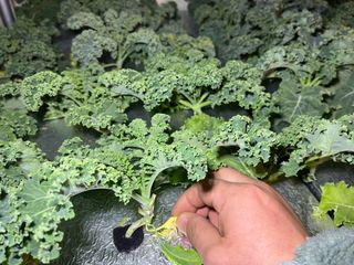 정종배님의 기타작물 · 영농일지 작성글 사진