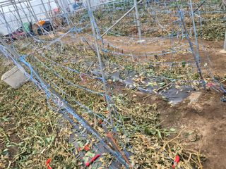 김성옥님의 고추 · 영농일지 작성글 사진