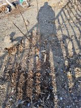 팜모닝 기타작물·영농일지 게시글 이미지