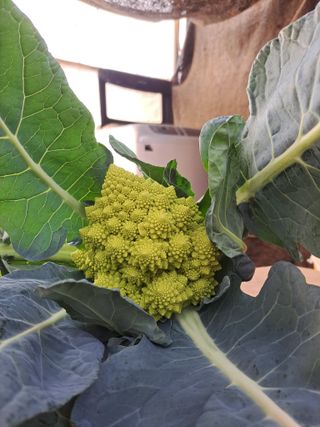 한림한경님의 기타작물 · 영농일지 작성글 사진