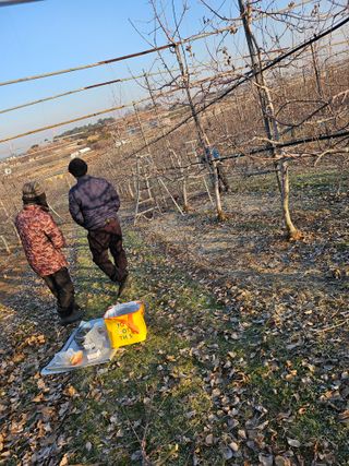 표세형님의 기타작물 · 영농일지 작성글 사진