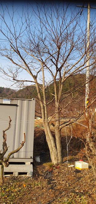 반성식님의 기타작물 · 영농일지 작성글 사진