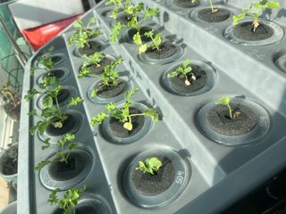 정종배님의 기타작물 · 영농일지 작성글 사진