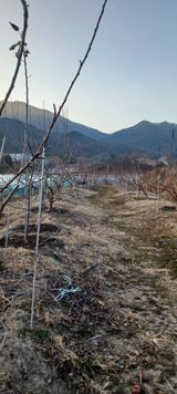 팜모닝 기타작물·영농일지 게시글 이미지