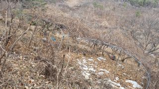 김동명님의 기타작물 · 영농일지 작성글 사진