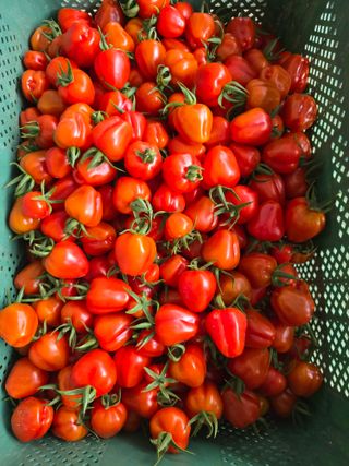 김호진님의 토마토 · 영농일지 작성글 사진