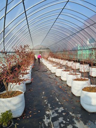 솔방농원님의 블루베리 · 영농일지 작성글 사진