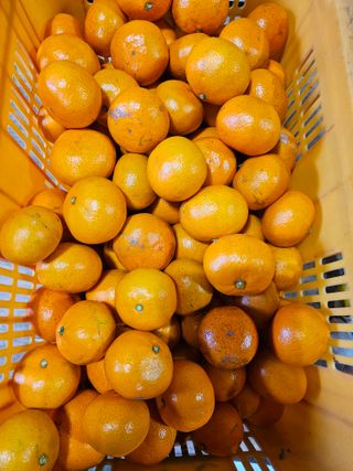 복희네농장(달콤향)님의 귤 · 영농일지 작성글 사진