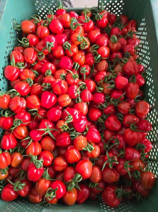 김호진님의 토마토 · 영농일지 작성글 사진