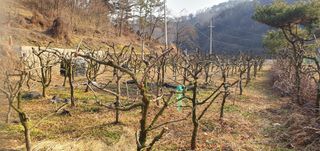 반성식님의 기타작물 · 영농일지 작성글 사진