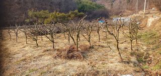 반성식님의 기타작물 · 영농일지 작성글 사진