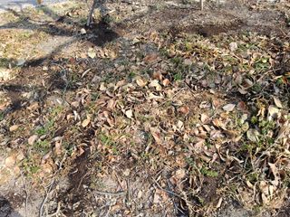 김용대님의 기타작물 · 영농일지 작성글 사진