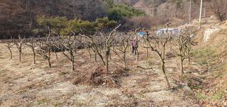 반성식님의 기타작물 · 영농일지 작성글 사진