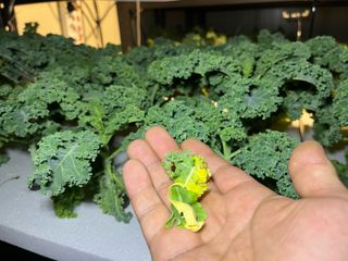 정종배님의 기타작물 · 영농일지 작성글 사진