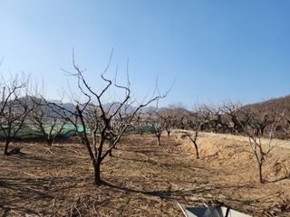 대운농원님의 기타작물 · 영농일지 작성글 사진