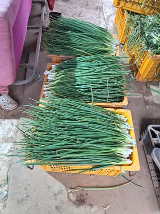 한림한경님의 기타작물 · 영농일지 작성글 사진