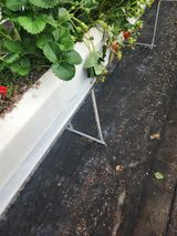 상월딸기 박명근님의 작성글 사진