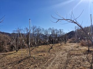 성은모님의 복숭아 · 영농일지 작성글 사진
