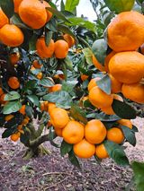 팜모닝 귤·영농일지 게시글 이미지