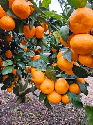 호박21151님의 귤 · 영농일지 작성글 사진