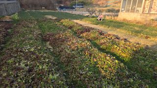 김영한님의 파 · 영농일지 작성글 사진