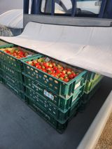 상월딸기 박명근님의 작성글 사진