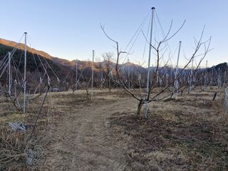 성은모님의 복숭아 · 영농일지 작성글 사진