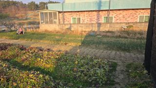 김영한님의 파 · 영농일지 작성글 사진